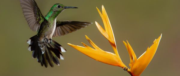 hummingbirds, bird, flower Wallpaper 2560x1080