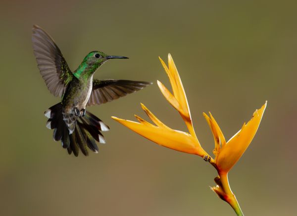 hummingbirds, bird, flower Wallpaper 4505x3275