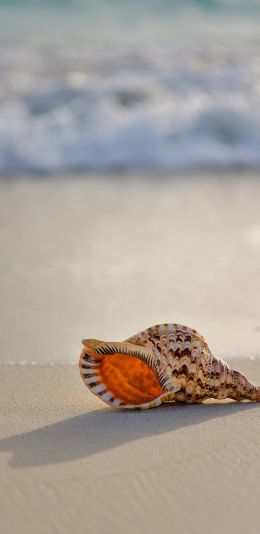 seashell Wallpaper 1080x2220