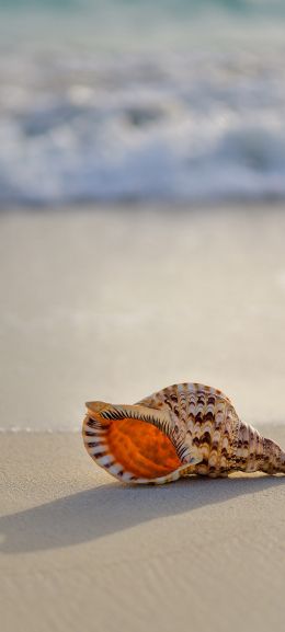 seashell Wallpaper 1080x2400