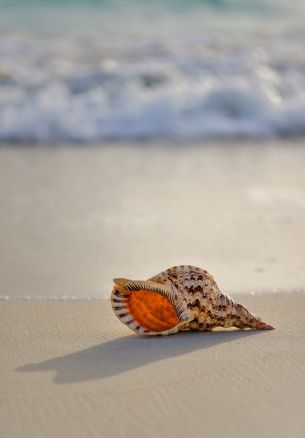 seashell Wallpaper 1640x2360