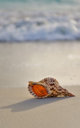 seashell Wallpaper 1752x2800