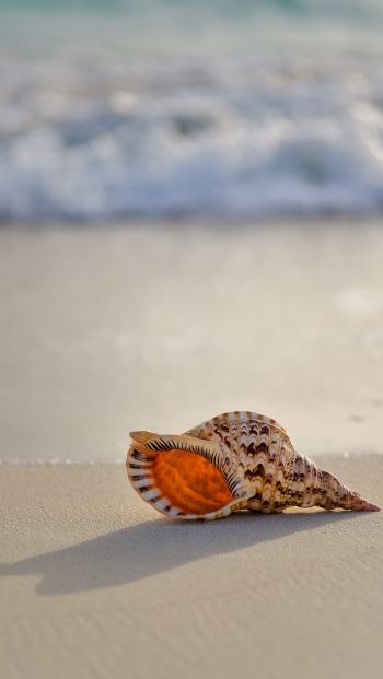 seashell Wallpaper 640x1136
