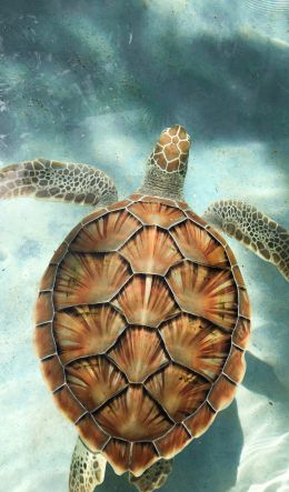 turtle, underwater Wallpaper 600x1024