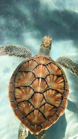 turtle, underwater Wallpaper 640x1136