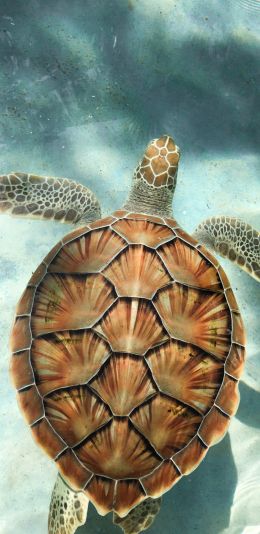 turtle, underwater Wallpaper 1440x2960
