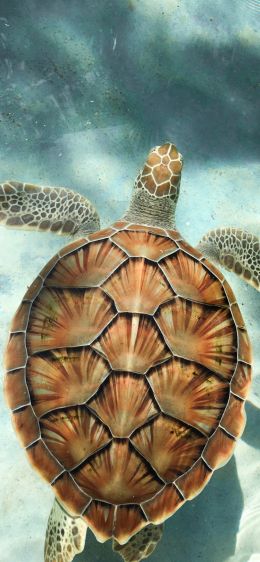 turtle, underwater Wallpaper 1284x2778