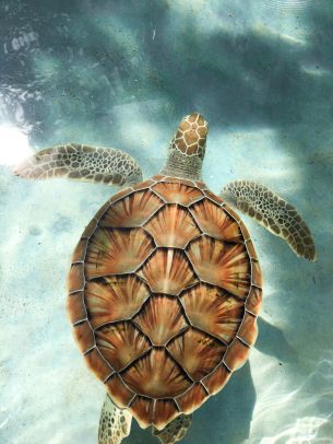 turtle, underwater Wallpaper 1536x2048