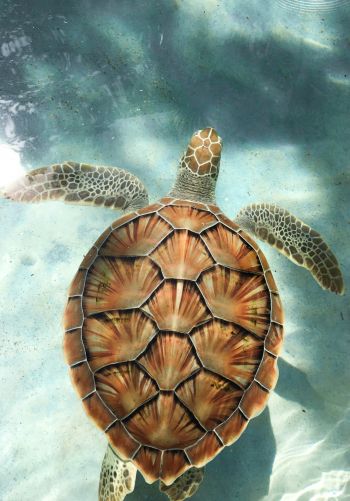 turtle, underwater Wallpaper 1668x2388