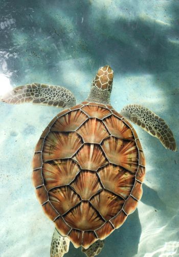 turtle, underwater Wallpaper 1640x2360