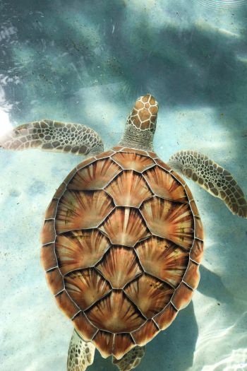 turtle, underwater Wallpaper 640x960