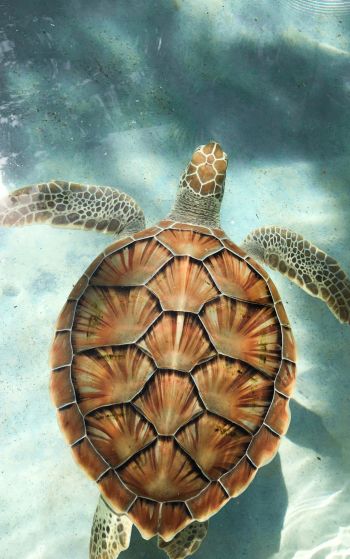turtle, underwater Wallpaper 1752x2800