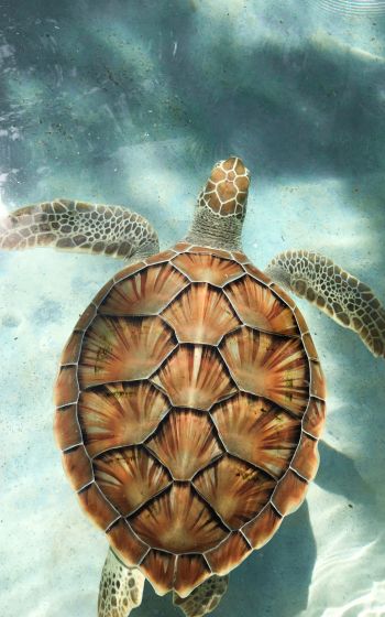 turtle, underwater Wallpaper 1200x1920