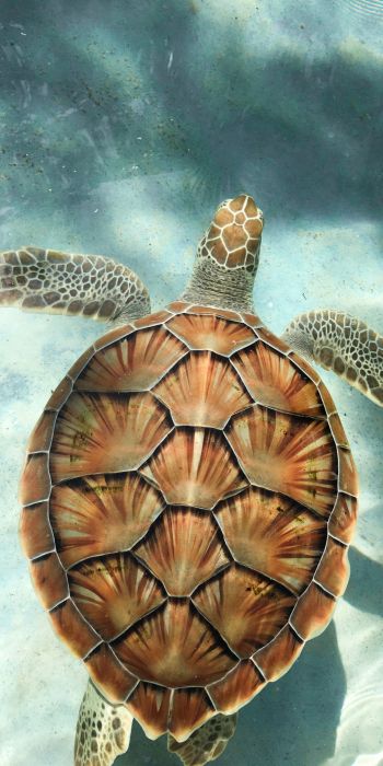 turtle, underwater Wallpaper 720x1440
