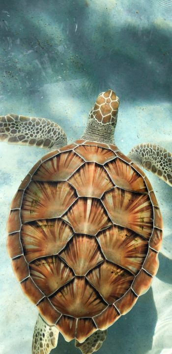 turtle, underwater Wallpaper 1080x2220