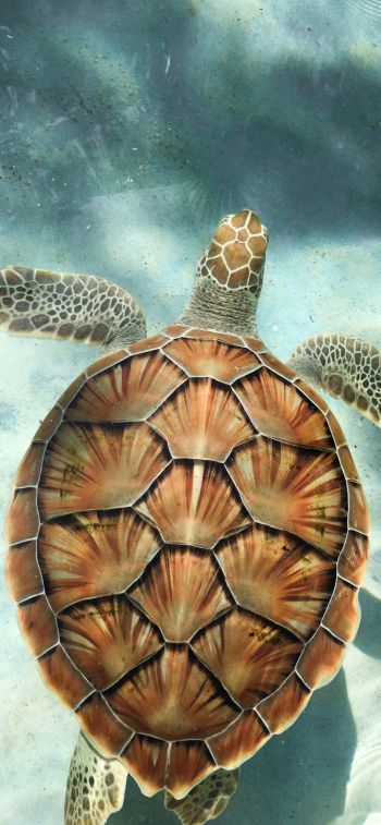 turtle, underwater Wallpaper 828x1792