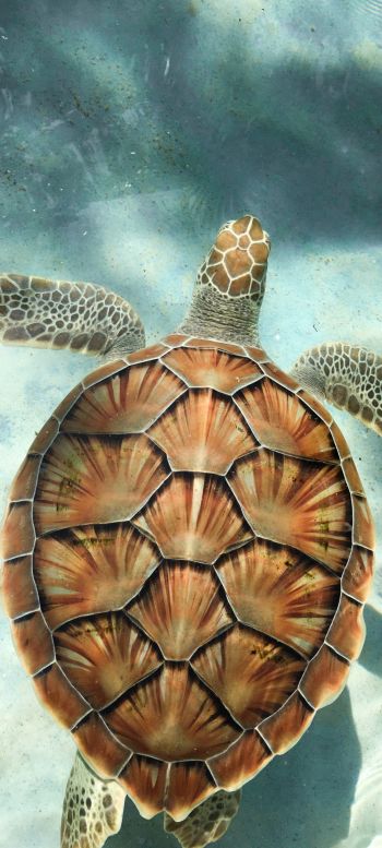turtle, underwater Wallpaper 720x1600