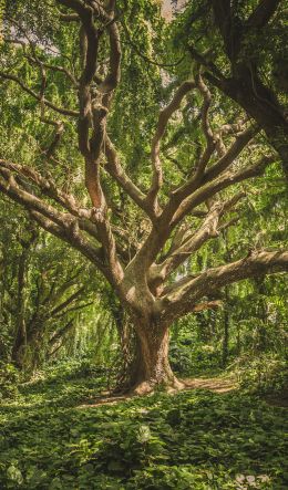 tree, forest Wallpaper 600x1024