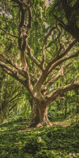 tree, forest Wallpaper 720x1440