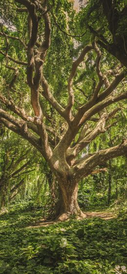 tree, forest Wallpaper 1170x2532