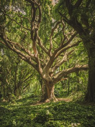 tree, forest Wallpaper 1668x2224