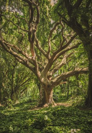 tree, forest Wallpaper 1640x2360