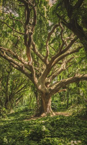 tree, forest Wallpaper 1200x2000