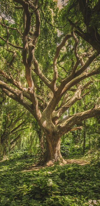tree, forest Wallpaper 1080x2220