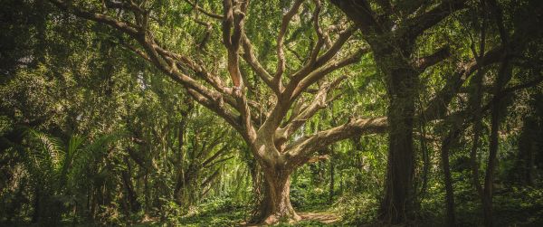 tree, forest Wallpaper 3440x1440