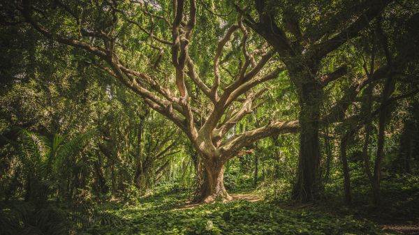 tree, forest Wallpaper 3840x2160