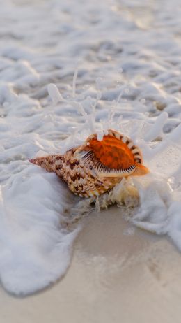 seashell Wallpaper 750x1334