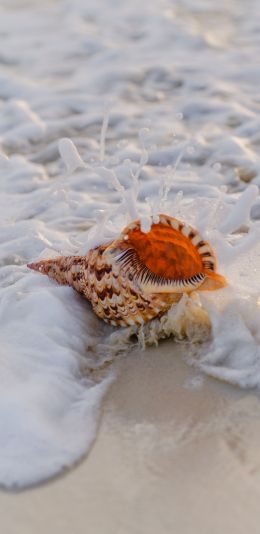 seashell Wallpaper 1080x2220