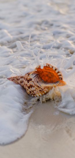 seashell Wallpaper 1080x2280