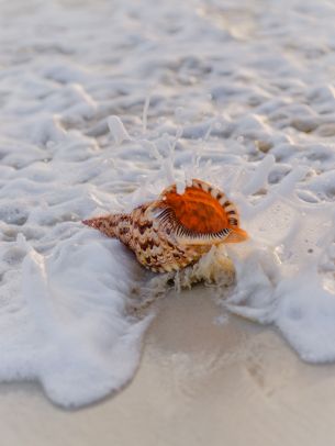 seashell Wallpaper 2048x2732