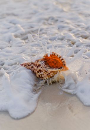 seashell Wallpaper 1640x2360