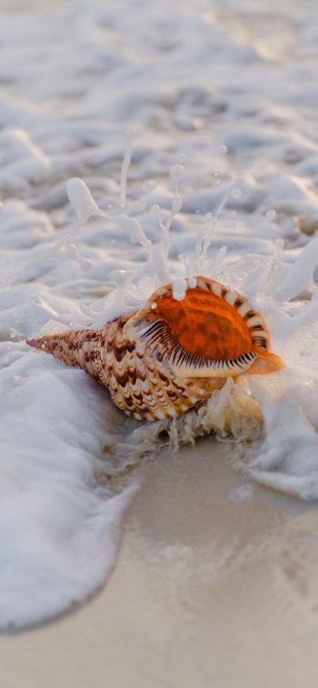 seashell Wallpaper 828x1792