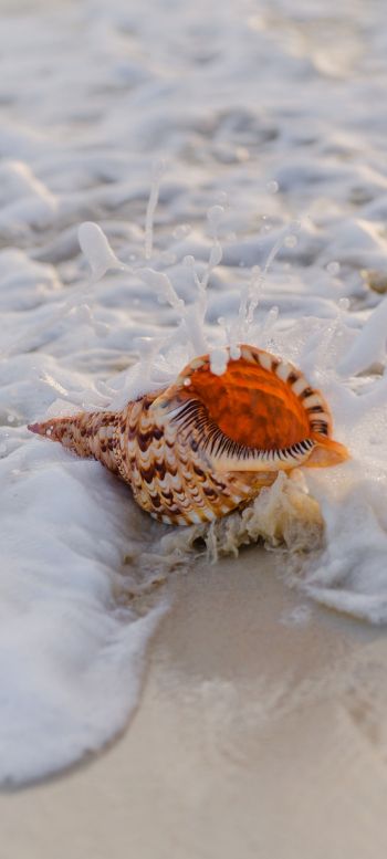seashell Wallpaper 1080x2400