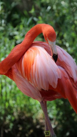 Sacramento Zoo, USA Wallpaper 640x1136