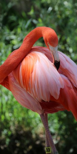 Sacramento Zoo, USA Wallpaper 720x1440