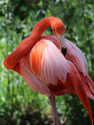 Sacramento Zoo, USA Wallpaper 1620x2160