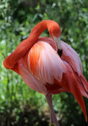 Sacramento Zoo, USA Wallpaper 1668x2388