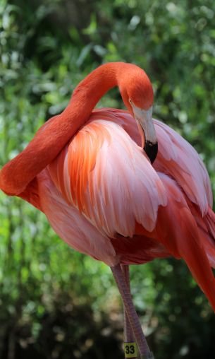 Sacramento Zoo, USA Wallpaper 1200x2000