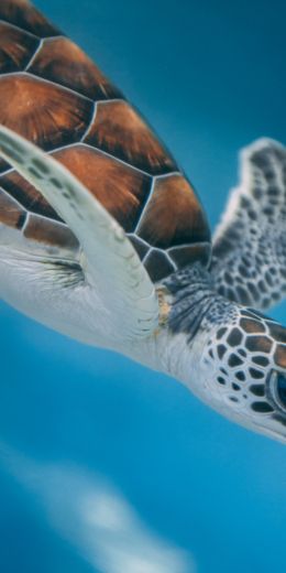 sea turtle Wallpaper 720x1440