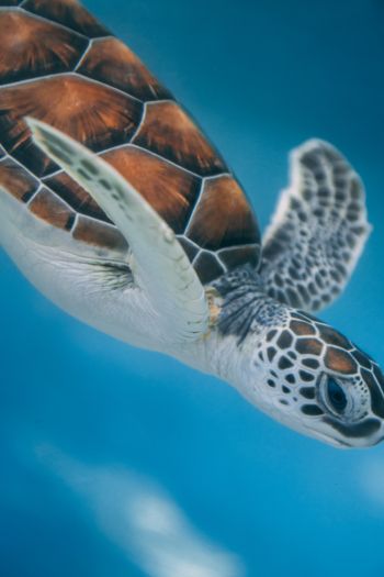 sea turtle Wallpaper 640x960