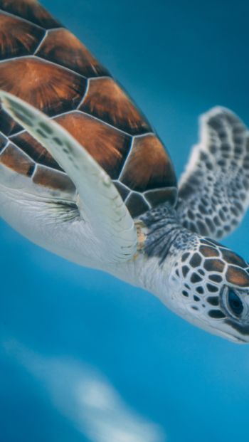 sea turtle Wallpaper 640x1136