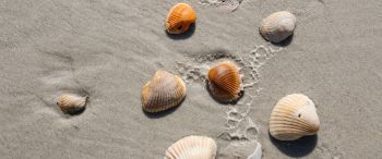 beach, shells Wallpaper 3440x1440