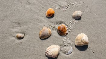 beach, shells Wallpaper 2560x1440