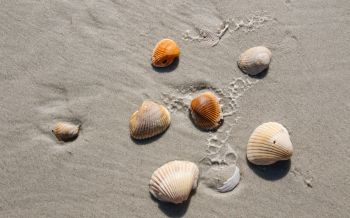 beach, shells Wallpaper 1920x1200