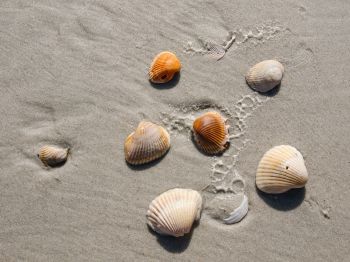 beach, shells Wallpaper 800x600