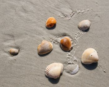 beach, shells Wallpaper 1280x1024